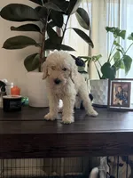 Buster , a male Labradoodle for sale in Toledo, OH – 1 of 4