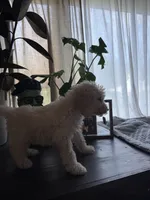 Buster , a male Labradoodle for sale in Toledo, OH – 2 of 4