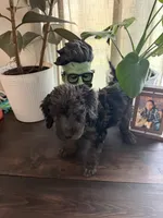 Bruno, a male Labradoodle for sale in Toledo, OH – 2 of 4