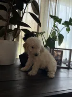 Buster , a male Labradoodle for sale in Toledo, OH – 3 of 4