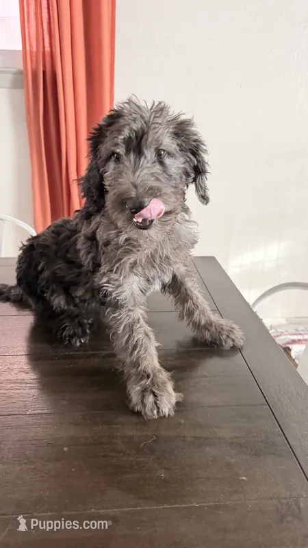 Bruno – Labradoodle puppy for sale in Toledo, OH