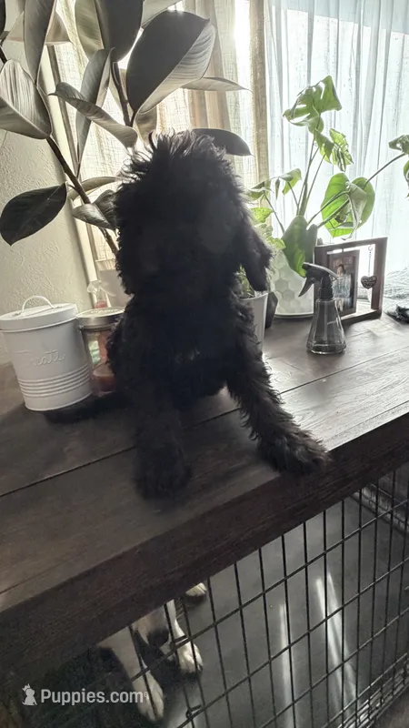 Lady – Labradoodle puppy for sale in Toledo, OH