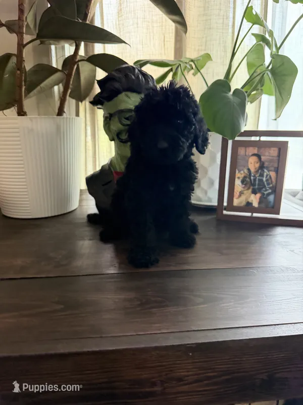 Lady – Labradoodle puppy for sale in Toledo, OH