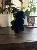 Lady, a female Labradoodle for sale in Toledo, OH – 1 of 6