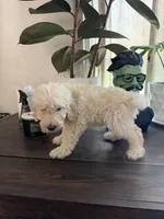 Buster , a male Labradoodle for sale in Toledo, OH – 4 of 4