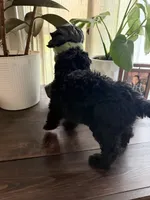 Lady, a female Labradoodle for sale in Toledo, OH – 5 of 6
