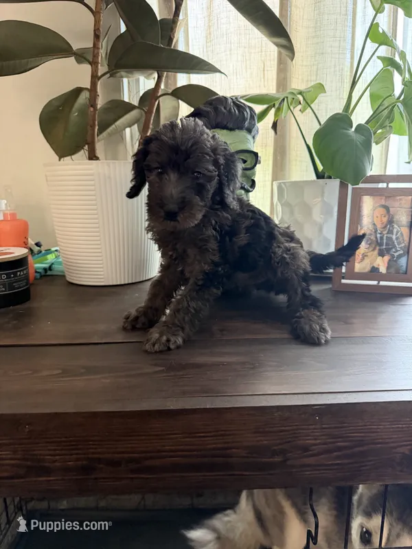 Bruno – Labradoodle puppy for sale in Toledo, OH