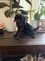 Bruno, a male Labradoodle for sale in Toledo, OH – 1 of 4