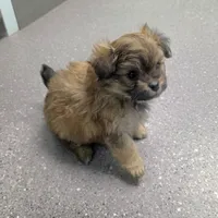 Sadie, a female Pomapoo for sale in Goshen, IN – Photo 2 of 9