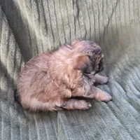 Sadie, a female Pomapoo for sale in Goshen, IN – Photo 9 of 9