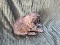 Sadie, a female Pomapoo for sale in Goshen, IN – Photo 9 of 9