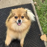 Sadie, a female Pomapoo for sale in Goshen, IN – Photo 6 of 9