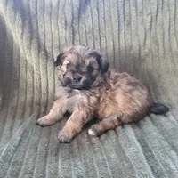 Sadie, a female Pomapoo for sale in Goshen, IN – Photo 5 of 9