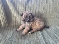 Sadie, a female Pomapoo for sale in Goshen, IN – Photo 5 of 9