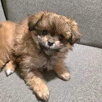 Sadie, a female Pomapoo for sale in Goshen, IN – Photo 1 of 9