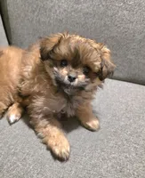 Sadie, a female Pomapoo for sale in Goshen, IN – Photo 1 of 9