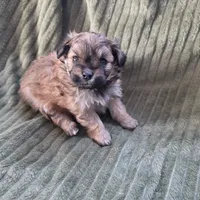 Sadie, a female Pomapoo for sale in Goshen, IN – Photo 8 of 9