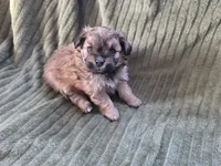 Sadie, a female Pomapoo for sale in Goshen, IN – Photo 8 of 9