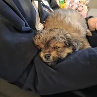 Sadie, a female Pomapoo for sale in Goshen, IN – Photo 4 of 9