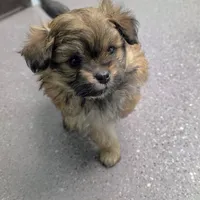 Sadie, a female Pomapoo for sale in Goshen, IN – Photo 3 of 9