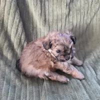 Sadie, a female Pomapoo for sale in Goshen, IN – Photo 7 of 9