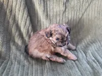 Sadie, a female Pomapoo for sale in Goshen, IN – Photo 7 of 9