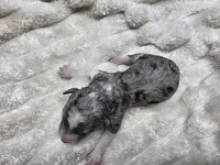 F1b Stella, a female Miniature Bernedoodle for sale in Goshen, IN – 3 of 5