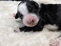 F1b Bessie, a female Miniature Bernedoodle for sale in Goshen, IN – 3 of 8