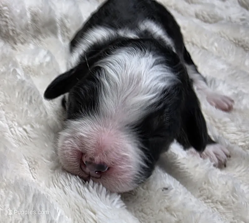 F1b Bessie – Miniature Bernedoodle puppy for sale in Goshen, IN