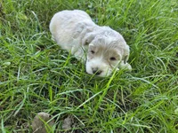 F1b mini Winnie, a female Miniature Bernedoodle for sale in Goshen, IN – 4 of 4
