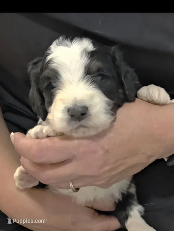 F1b Moose – Miniature Bernedoodle puppy for sale in Goshen, IN