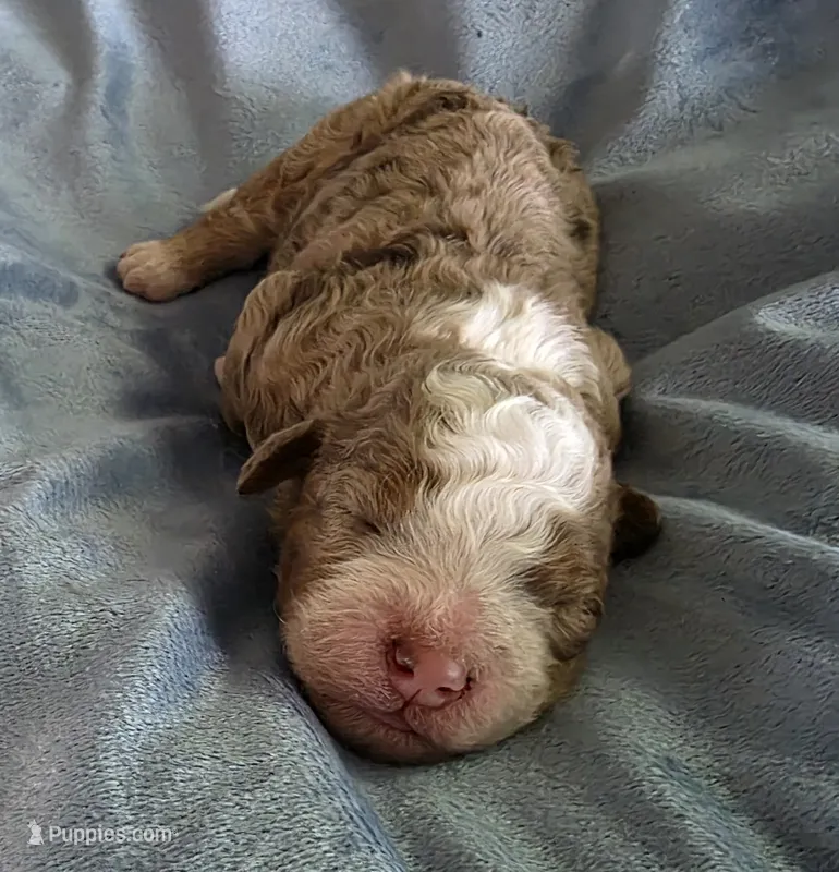 F1b Dolly – Miniature Bernedoodle puppy for sale in Goshen, IN