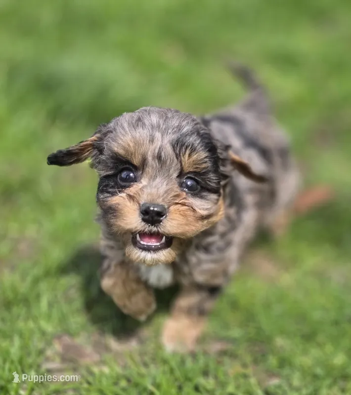 F1b Lainey – Cavapoo puppy for sale in Goshen, IN