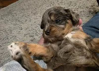F1b Lainey, a female Cavapoo for sale in Goshen, IN – Photo 9 of 10