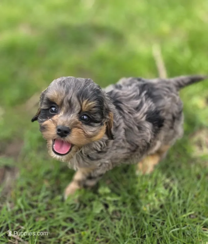 F1b Lainey – Cavapoo puppy for sale in Goshen, IN