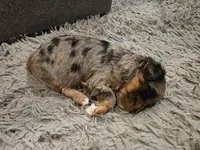 F1b Lainey, a female Cavapoo for sale in Goshen, IN – Photo 10 of 10