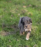 F1b Lainey, a female Cavapoo for sale in Goshen, IN – Photo 2 of 10