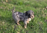 F1b Lainey, a female Cavapoo for sale in Goshen, IN – Photo 3 of 10