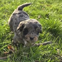 F1b Lainey, a female Cavapoo for sale in Goshen, IN – Photo 4 of 10