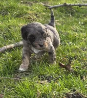 F1b Lainey, a female Cavapoo for sale in Goshen, IN – Photo 5 of 10