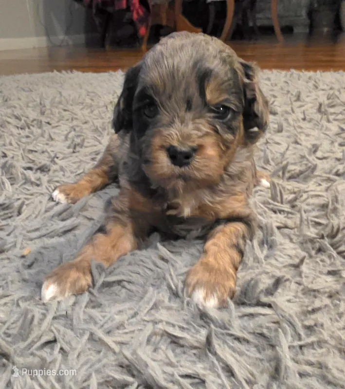 Lainey – Cavapoo puppy for sale in Goshen, IN