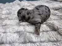 Lainey, a female Cavapoo for sale in Goshen, IN – Photo 2 of 2