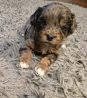 F1b Lainey, a female Cavapoo for sale in Goshen, IN – Photo 8 of 10