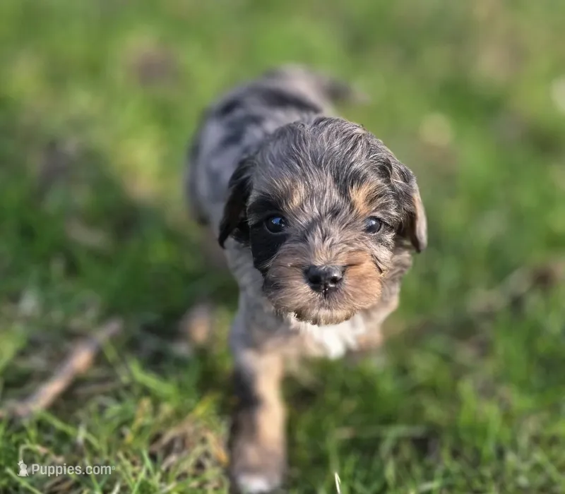F1b Lainey – Cavapoo puppy for sale in Goshen, IN