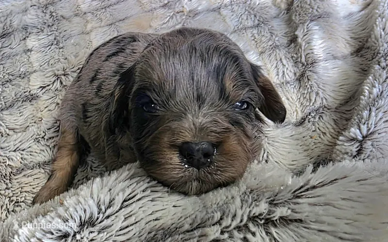 Lainey – Cavapoo puppy for sale in Goshen, IN