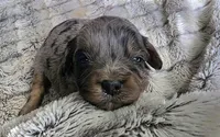 Lainey, a female Cavapoo for sale in Goshen, IN – Photo 1 of 2