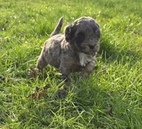 F1b Lainey, a female Cavapoo for sale in Goshen, IN – Photo 6 of 10