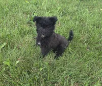 Jake, a male Pomapoo for sale in Goshen, IN – 3 of 5