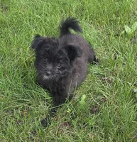 Jake, a male Pomapoo for sale in Goshen, IN – 4 of 5