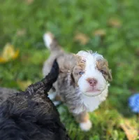F1b Dolly, a female Miniature Bernedoodle for sale in Goshen, IN – 3 of 10